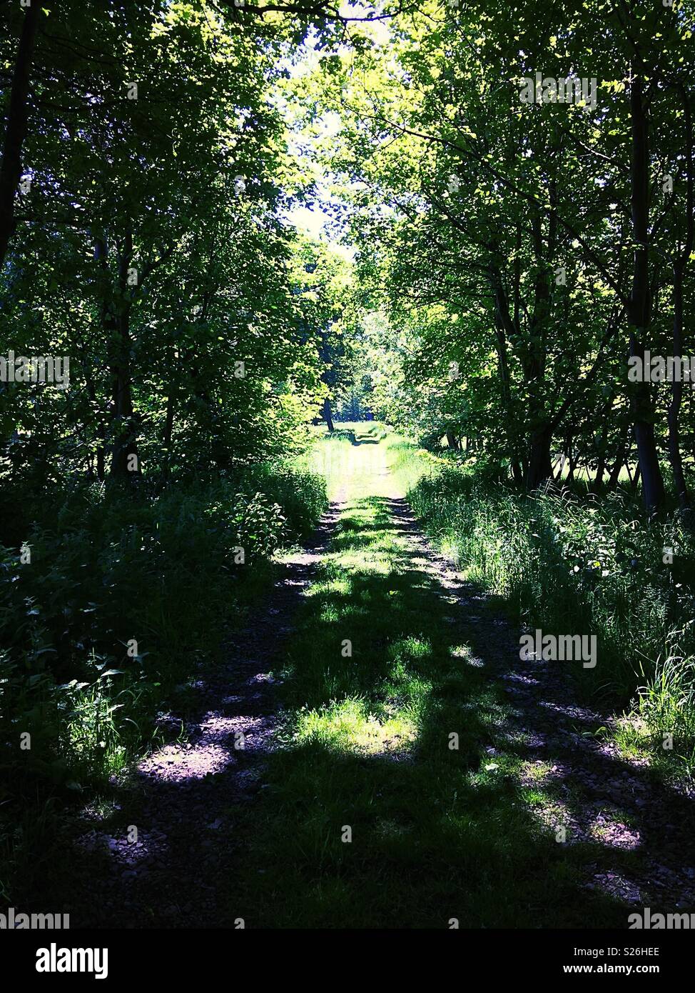 Pezzata dalla luce del sole su una via del bosco, l'estate. Foto Stock