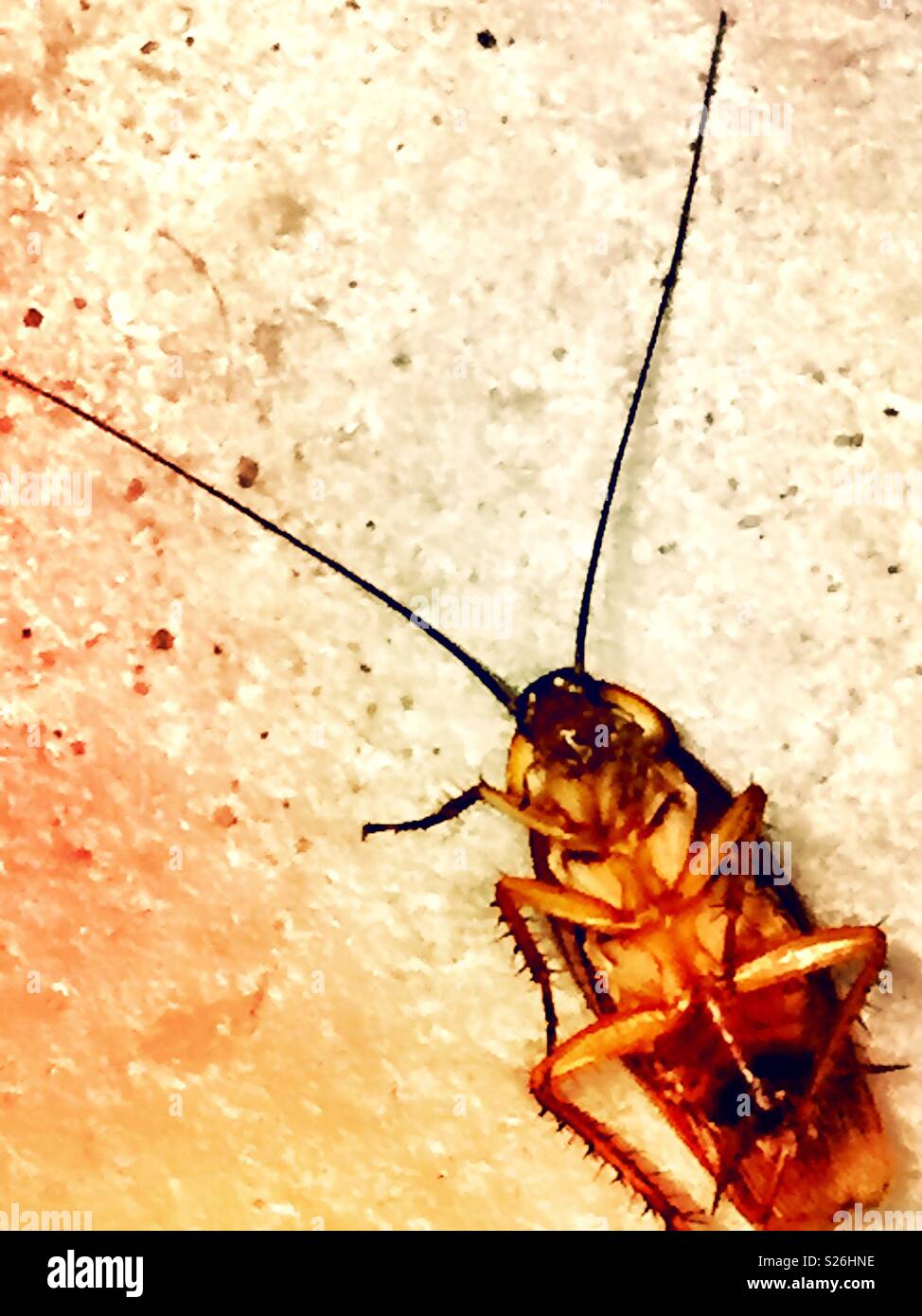 Uno scarafaggio morto su un pavimento di calcestruzzo, STATI UNITI D'AMERICA Foto Stock