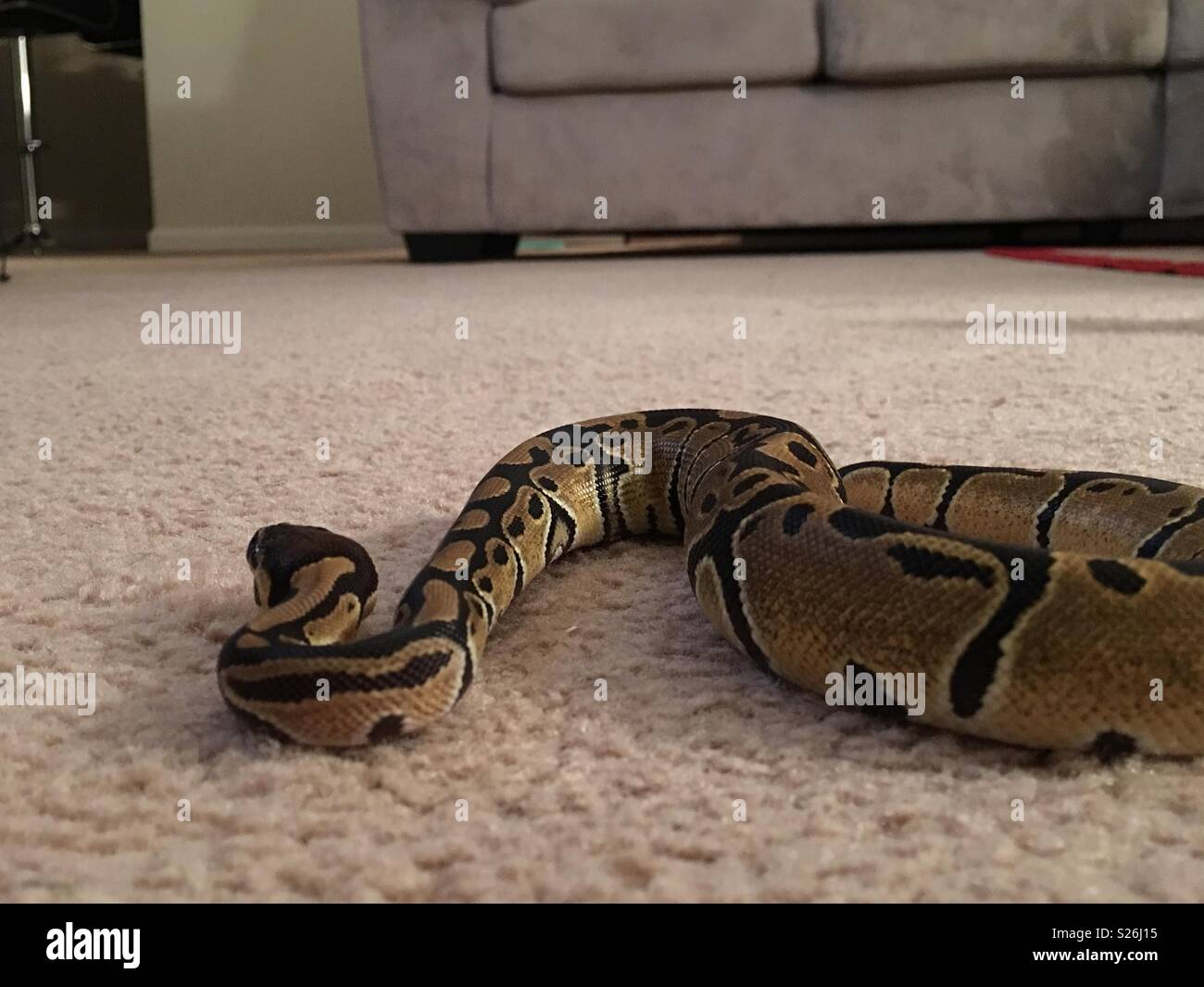 Una sfera python in movimento attraverso un pavimento di moquette Foto Stock