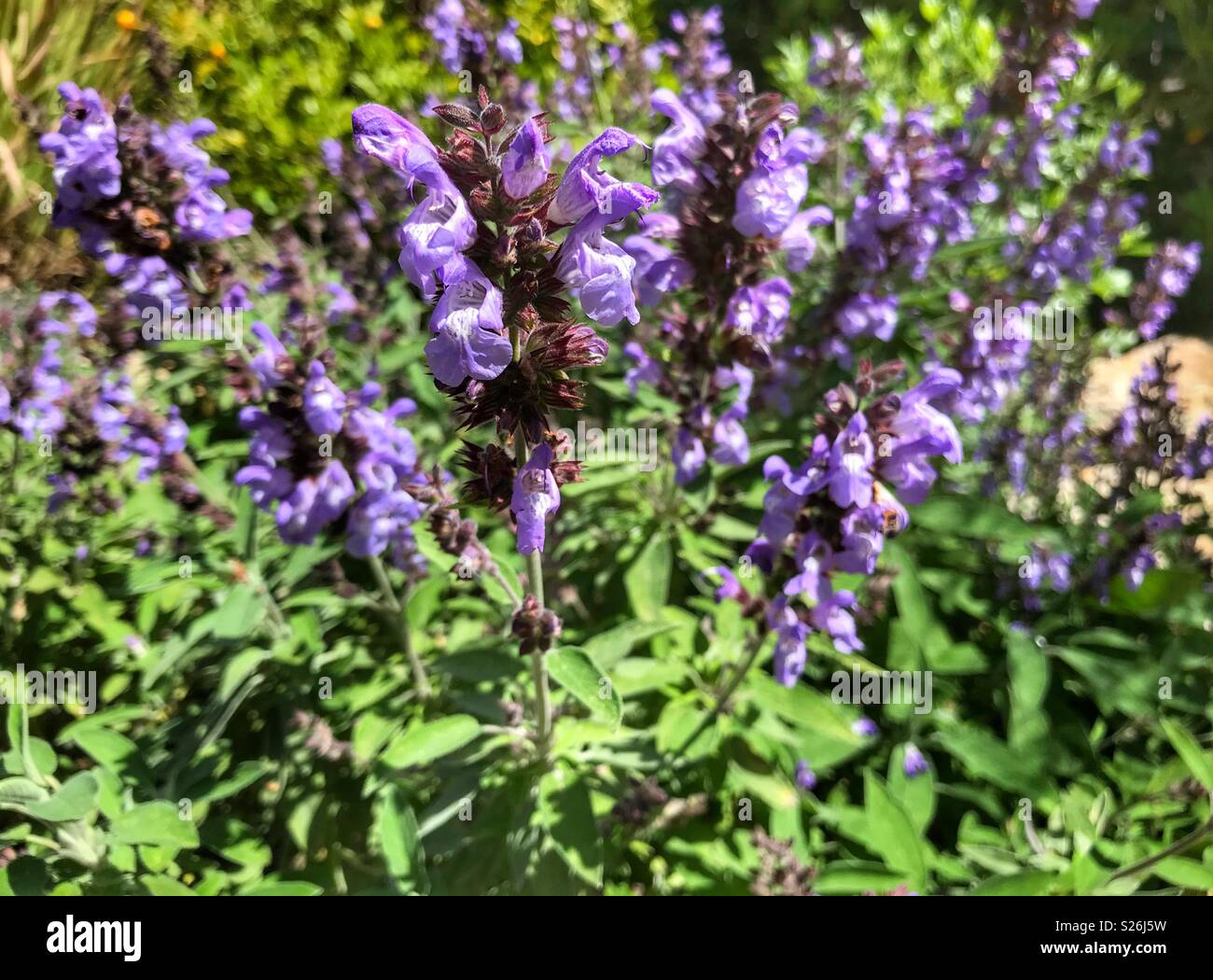 La Salvia officinalis, Salvia culinaria fioritura in un giardino di erbe aromatiche, Spagna - Immagine stock catturata con smartphone