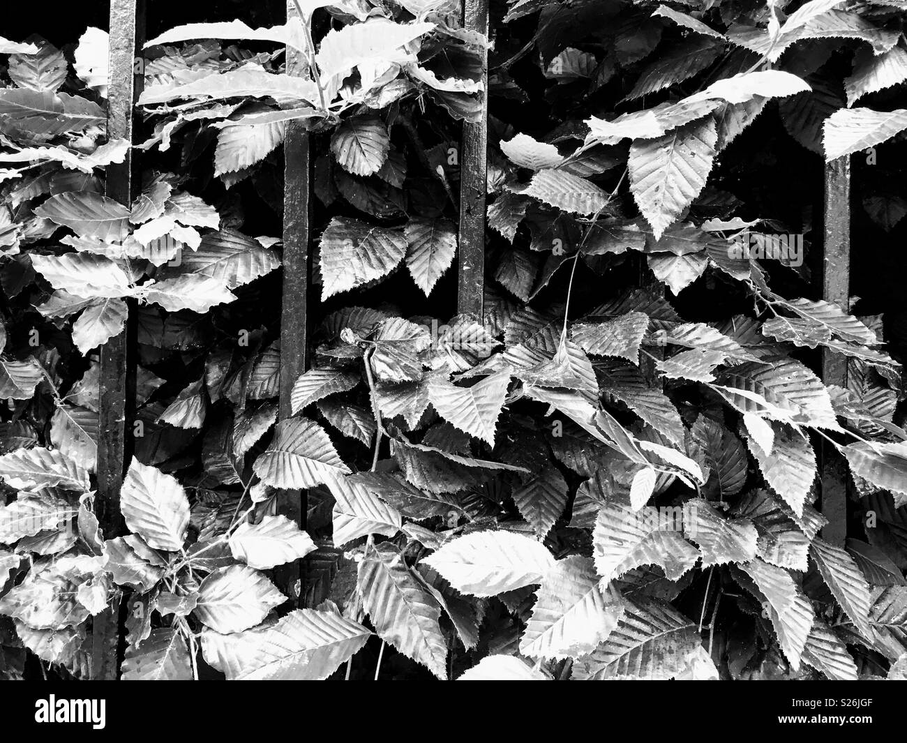 A foglia verde, Bush dietro le sbarre - bianco e nero Foto Stock