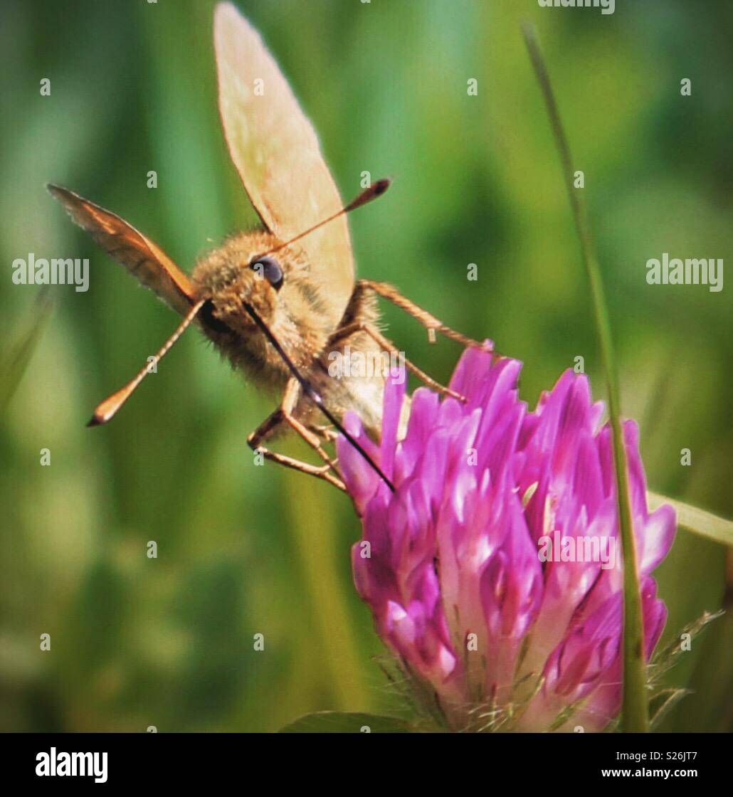 Butterfly moth sorseggiando il nettare da un fiore di trifoglio Foto Stock