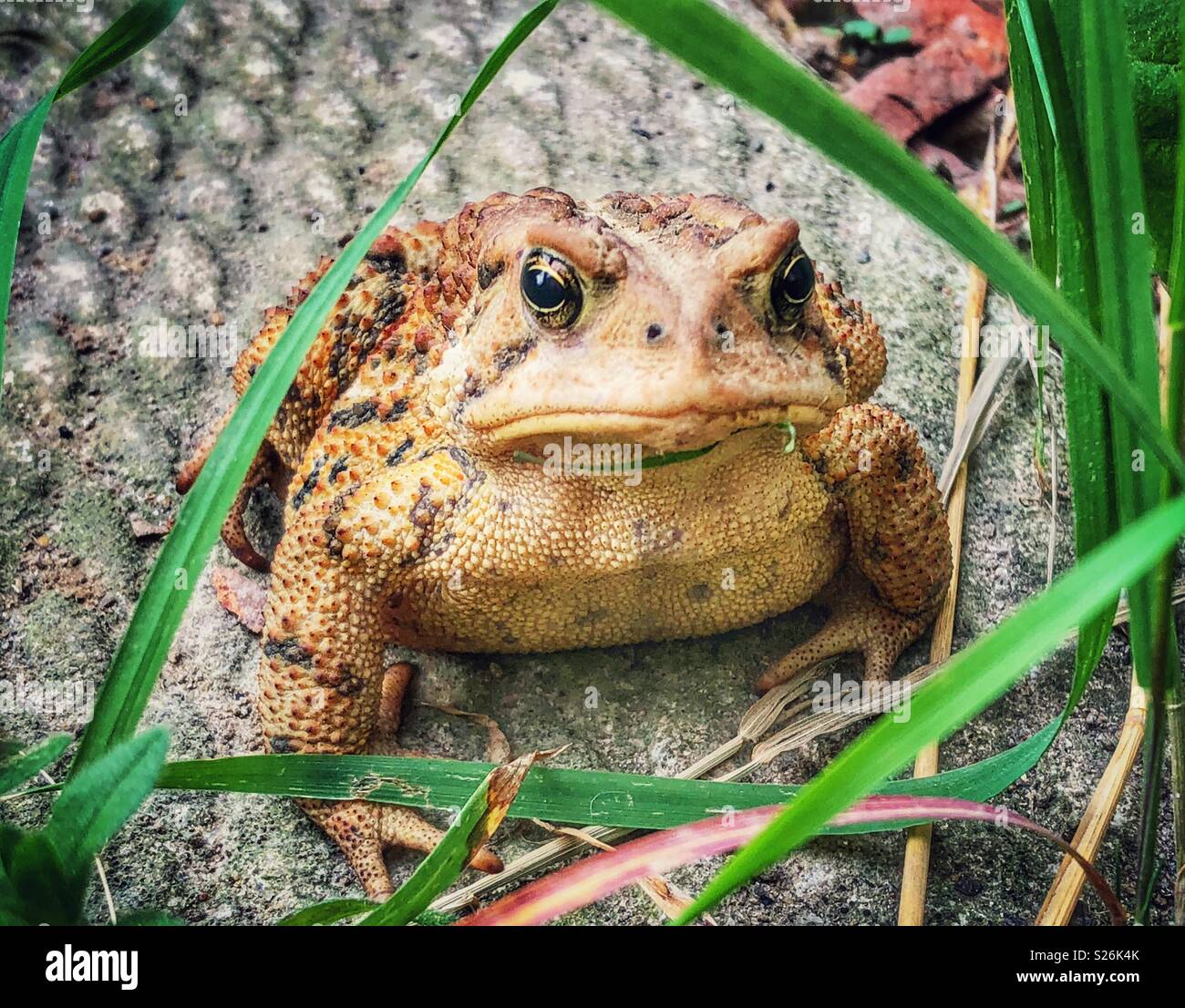 Ritratto di Eastern American toad (Anaxyrus americanus americanus) seduto sul patio concrete lastra incorniciata da erba verde Foto Stock
