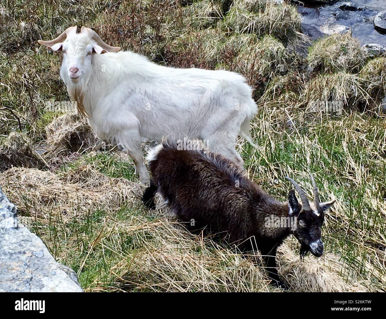 Snowdonia capre - Immagine stock catturata con smartphone