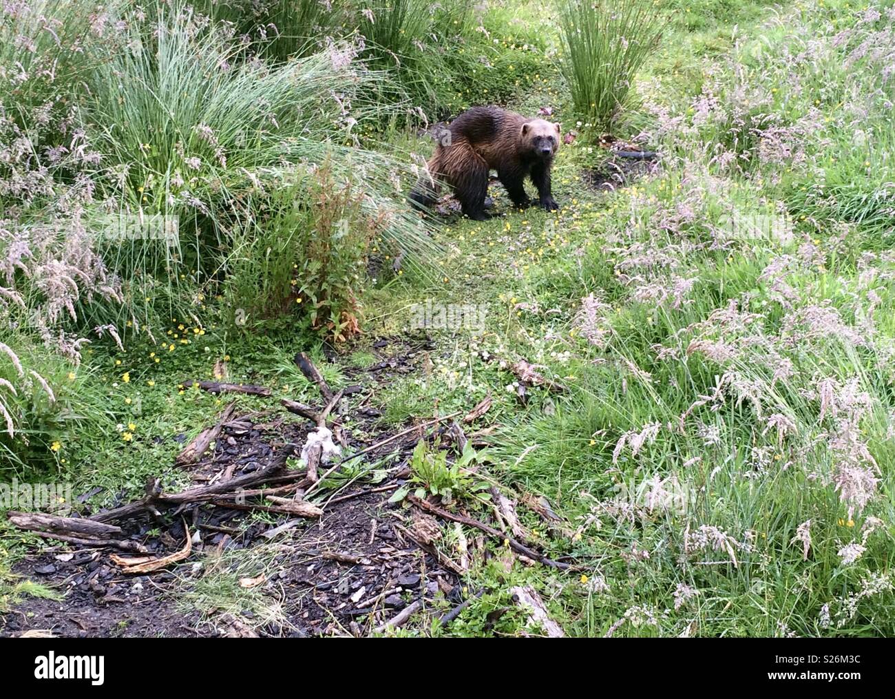 Wolverine. Highland Wildlife Park. La Scozia. Foto Stock