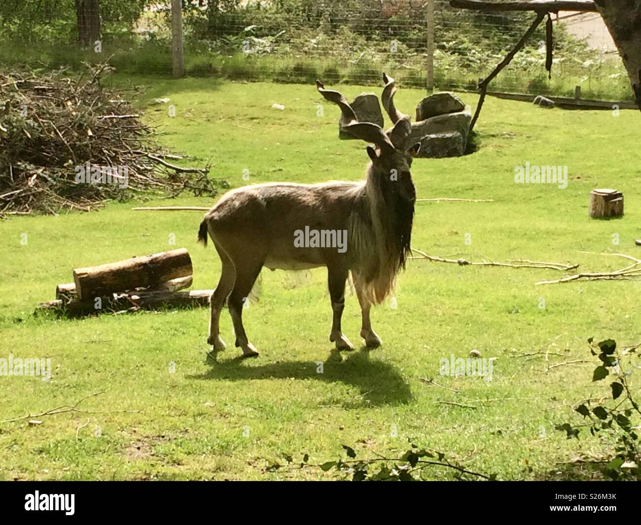 Markhor. Highland Wildlife Park Scozia Scotland Foto Stock