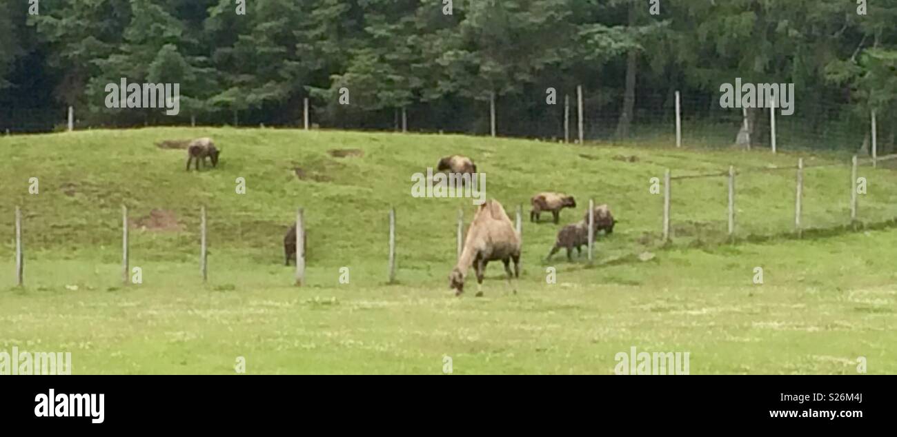 Bactrian camel & mishmi takin. Highland Wildlife Park Scozia Scotland - Immagine stock catturata con smartphone