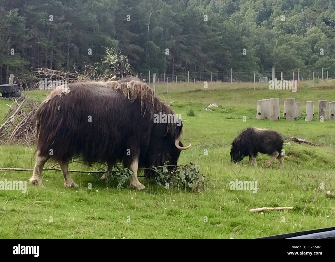 Highland Wildlife Park Scozia musk ox Foto Stock