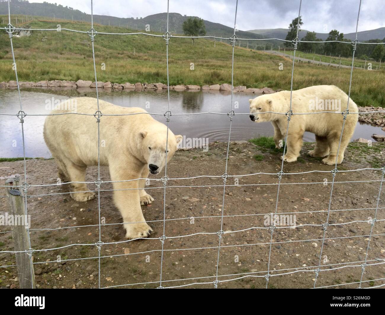 Gli orsi polari. Highland Wildlife Park Scozia Scotland Foto Stock