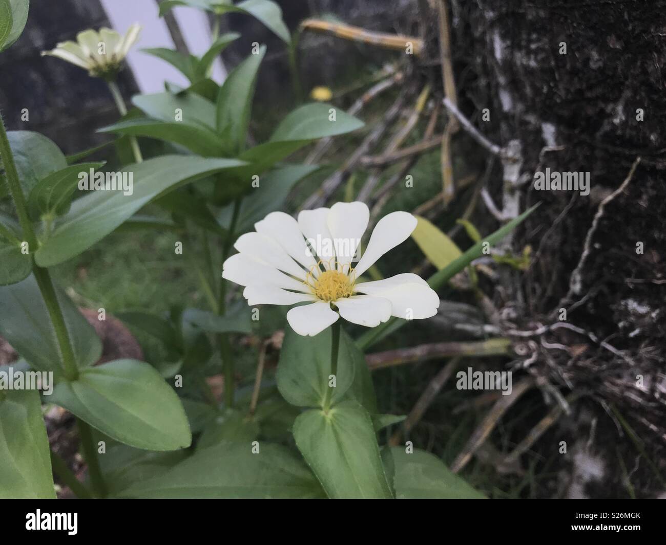 Bianco fiore selvatico Foto Stock