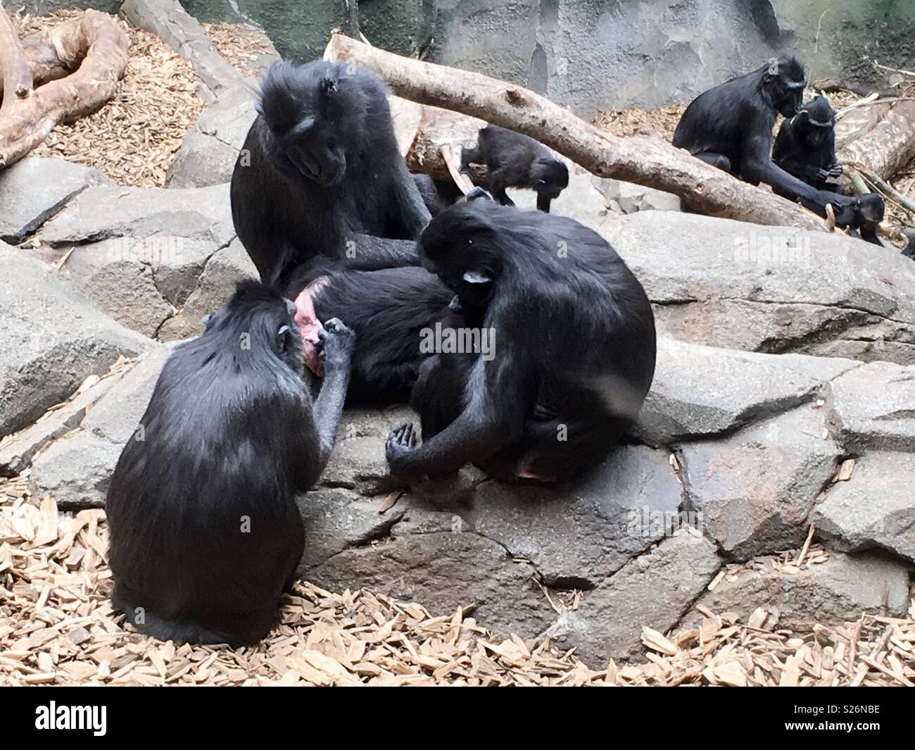 Le scimmie lo zoo di Chester - Immagine stock catturata con smartphone