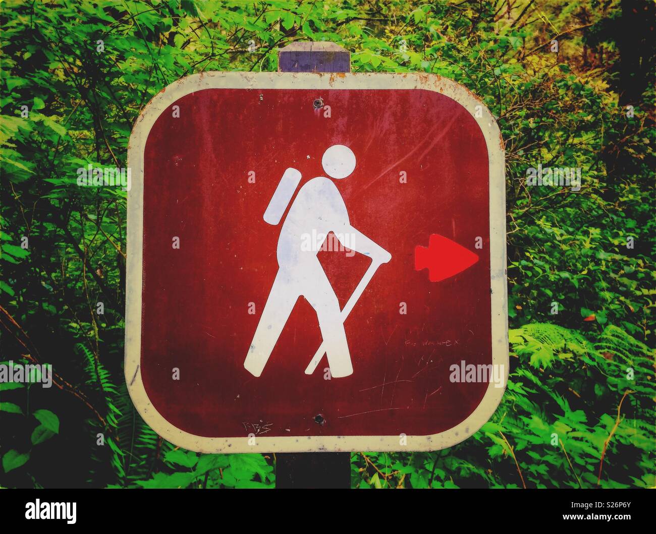 Escursionismo direzione segno nella foresta con il design in bianco di un escursionista e una freccia rossa, il Parco Nazionale di Olympic, WA, Stati Uniti. - Immagine stock catturata con smartphone