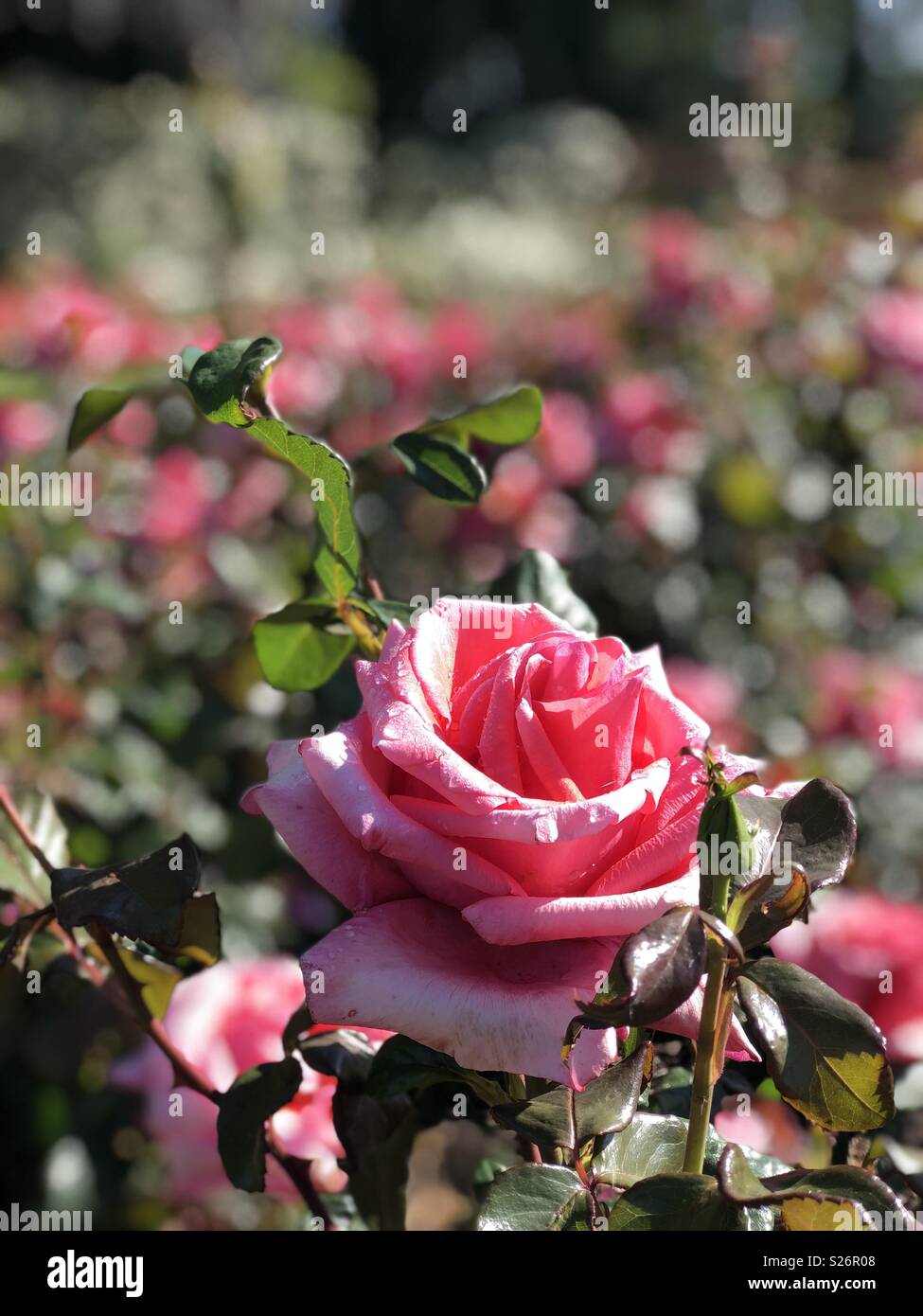 Chiudere fino dal vivo di un rosa rosa su una boccola, girato in modalità verticale. Foto Stock