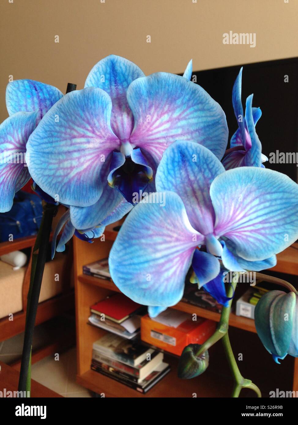 Orchid / Orquídea Foto Stock