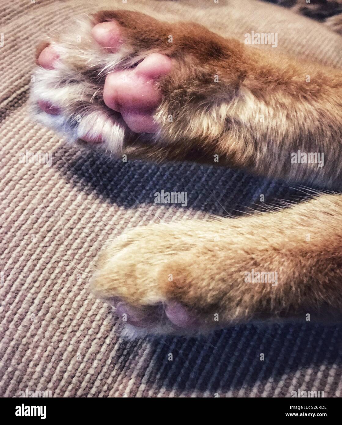 Pink paw pads su orange tabby cat con punta bianca fur Foto Stock