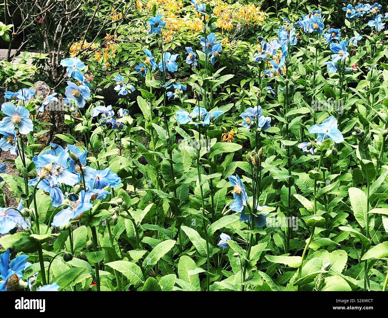 Fioritura blu Himalayan fiori di papavero e non aperti boccioli pungenti in giardino Foto Stock