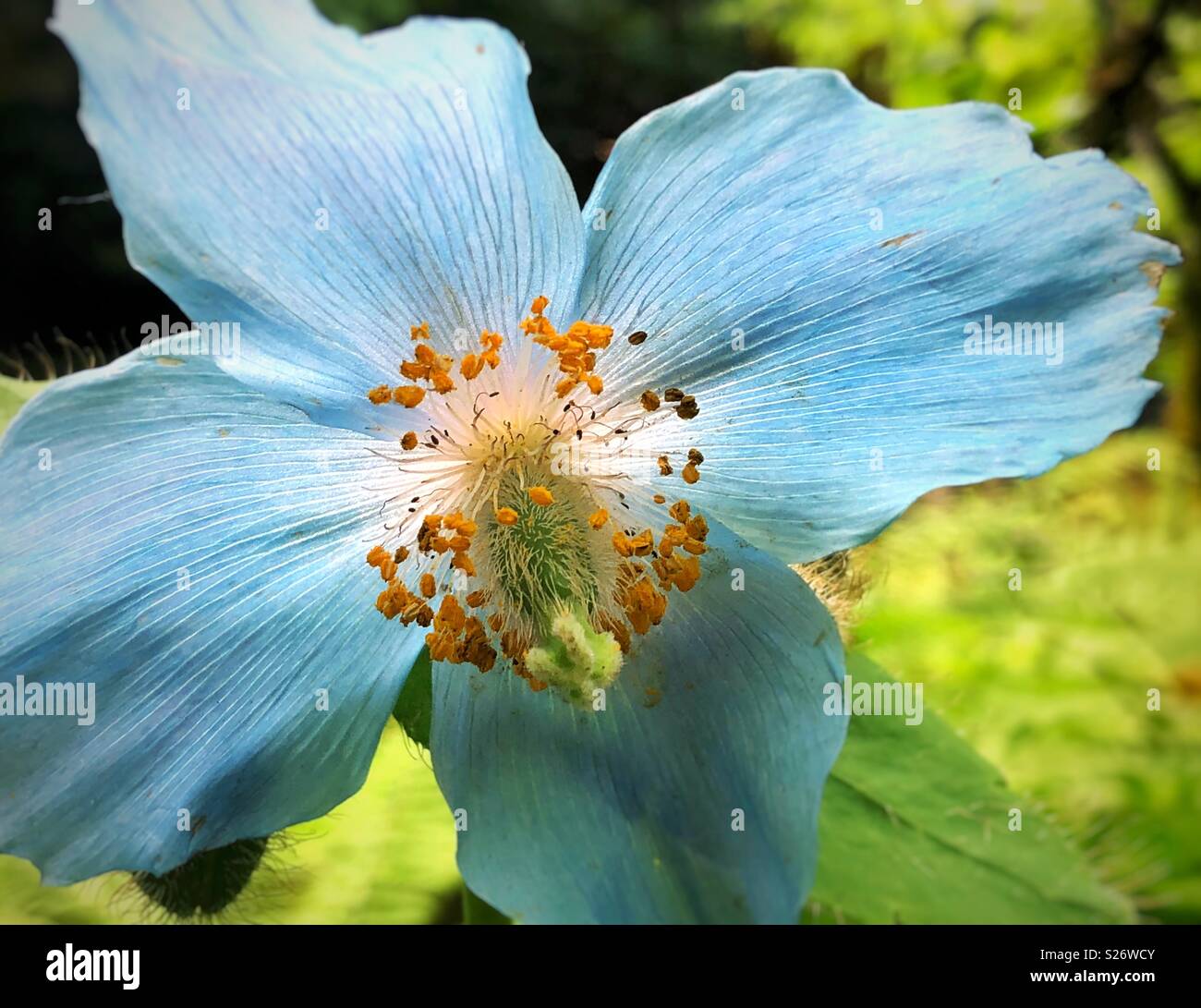 Macro di fioritura blu papavero himalayana fiore in giardino - Immagine stock catturata con smartphone