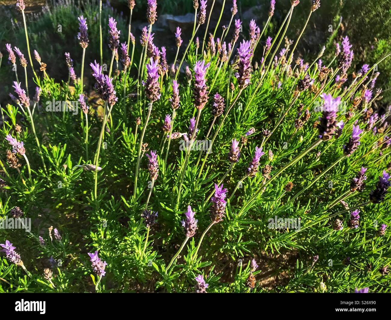 Boccola di lavanda in fiore, Spagna - Immagine stock catturata con smartphone