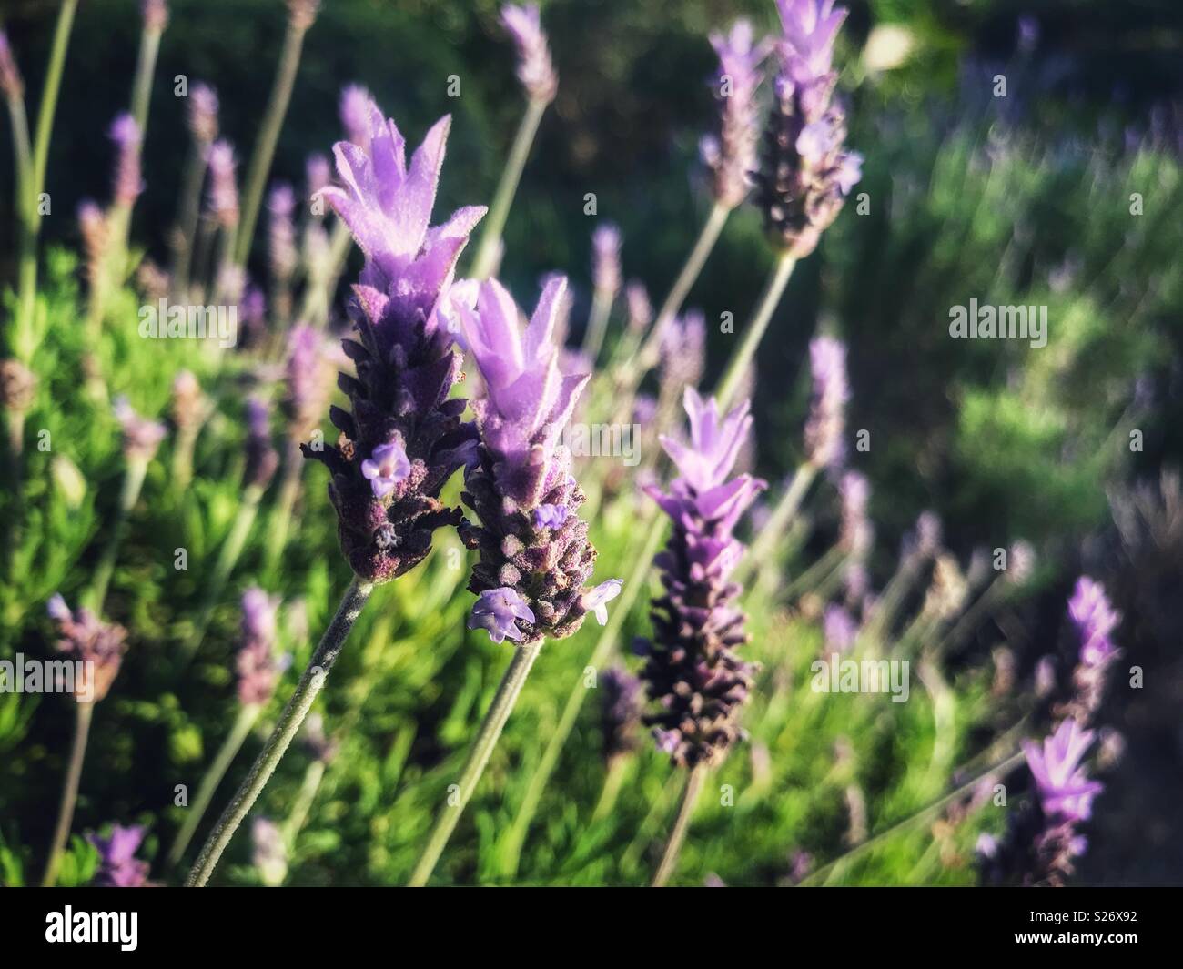 Boccola di lavanda in fiore, close-up - Immagine stock catturata con smartphone