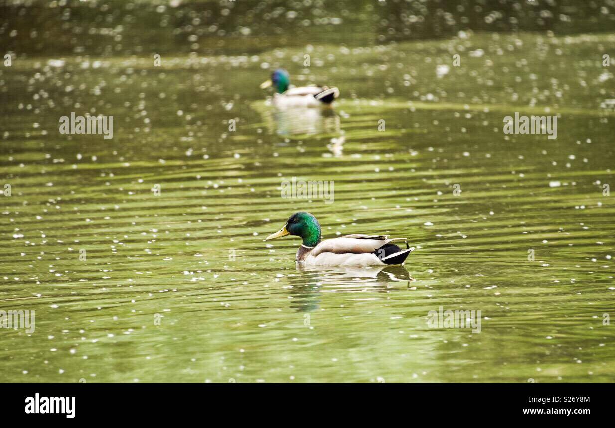 Anatre nuotare pacificamente in un bellissimo lago presso il parco a sud di Sofia, Bulgaria Foto Stock