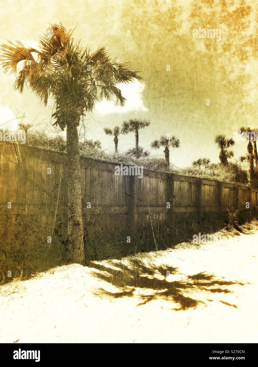 Cavolo palme a Mickler's Landing, Ponte Vedra Beach, Florida. Foto Stock