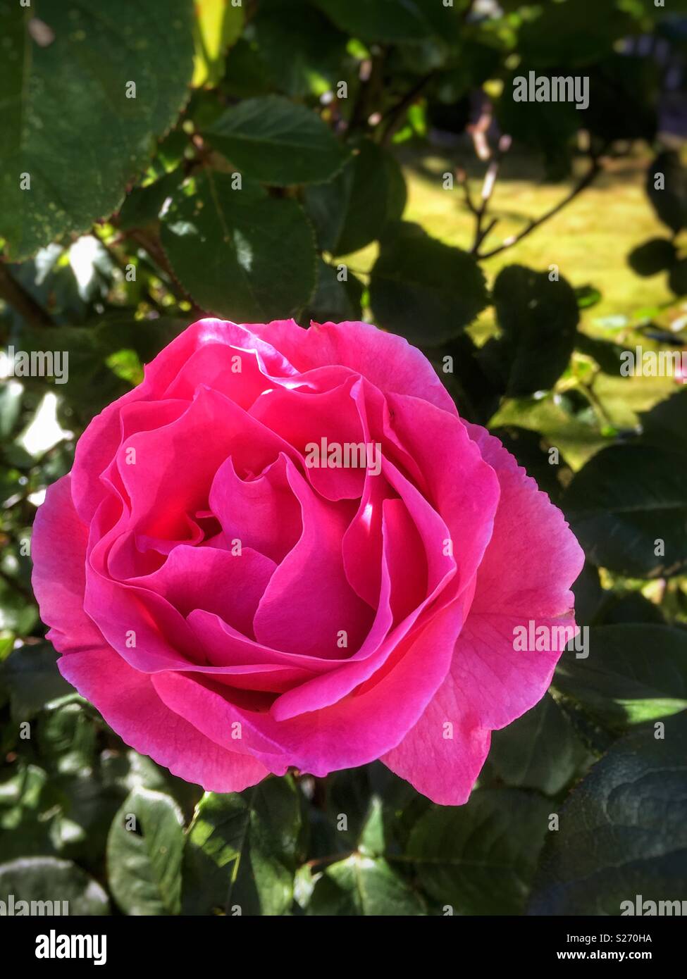 Bella rosa rosa in un giardino inglese Foto Stock