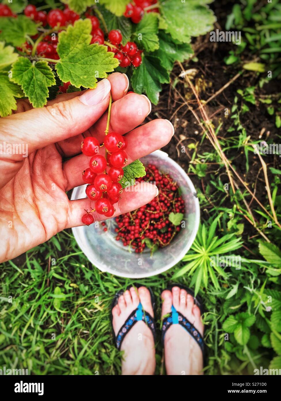 Il raccolto, il punto di vista della raccolta del ribes rosso - Immagine stock catturata con smartphone