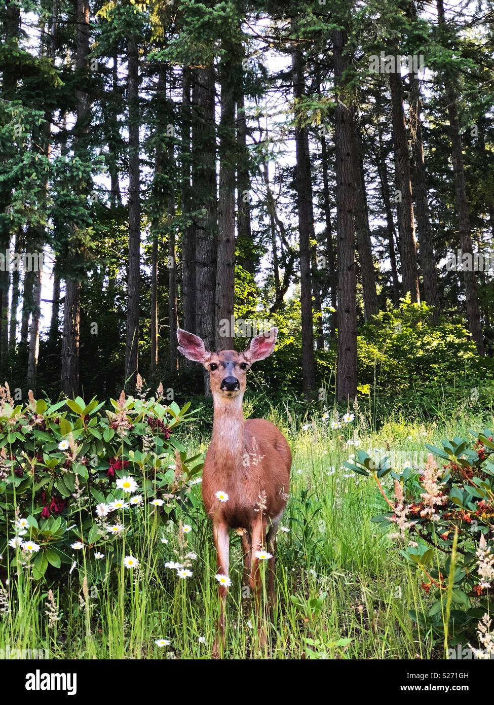 Un cervo in piedi in un prato accanto a una foresta, guardando nella telecamera. Foto Stock
