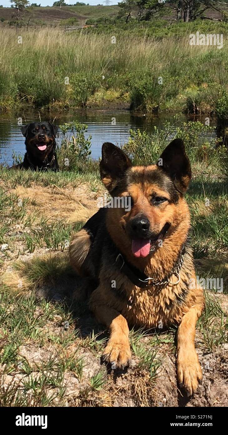 Rottweiler Cross Immagini E Fotos Stock Alamy