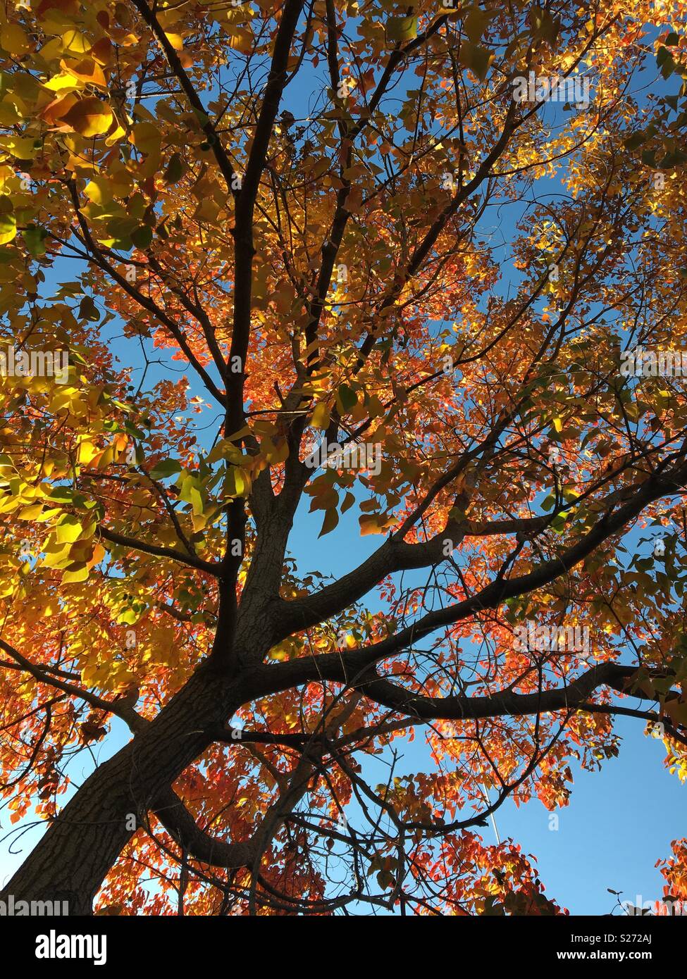 Albero di autunno Foto Stock