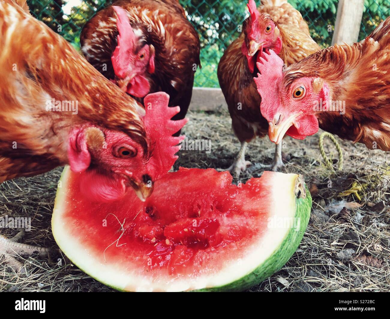 Quattro Rhode Island red polli mangiando anguria Foto Stock