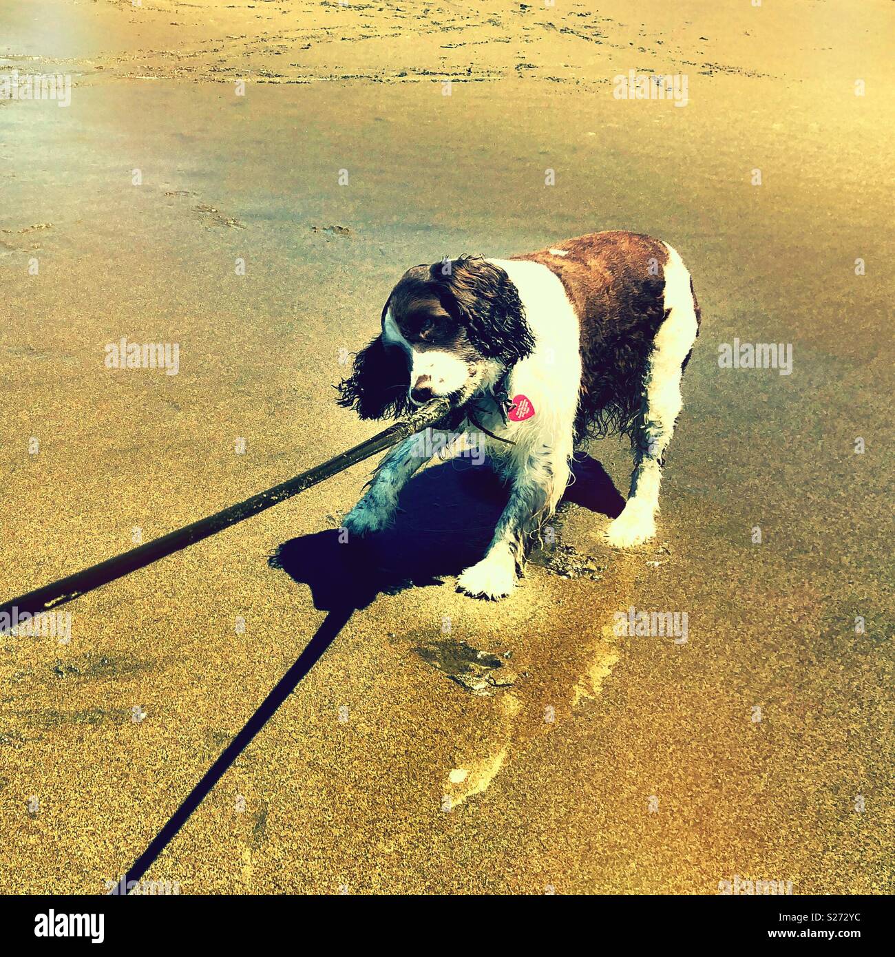 Rimorchiatore di guerra con una lunga vite di Pacific bull kelp ad una spiaggia di sabbia dorata in California Foto Stock