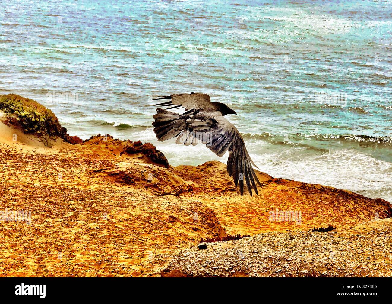 Raven costiere graziosamente volare alto sopra il mare sulla cima di una regione del nord della California coastal cliff. - Immagine stock catturata con smartphone