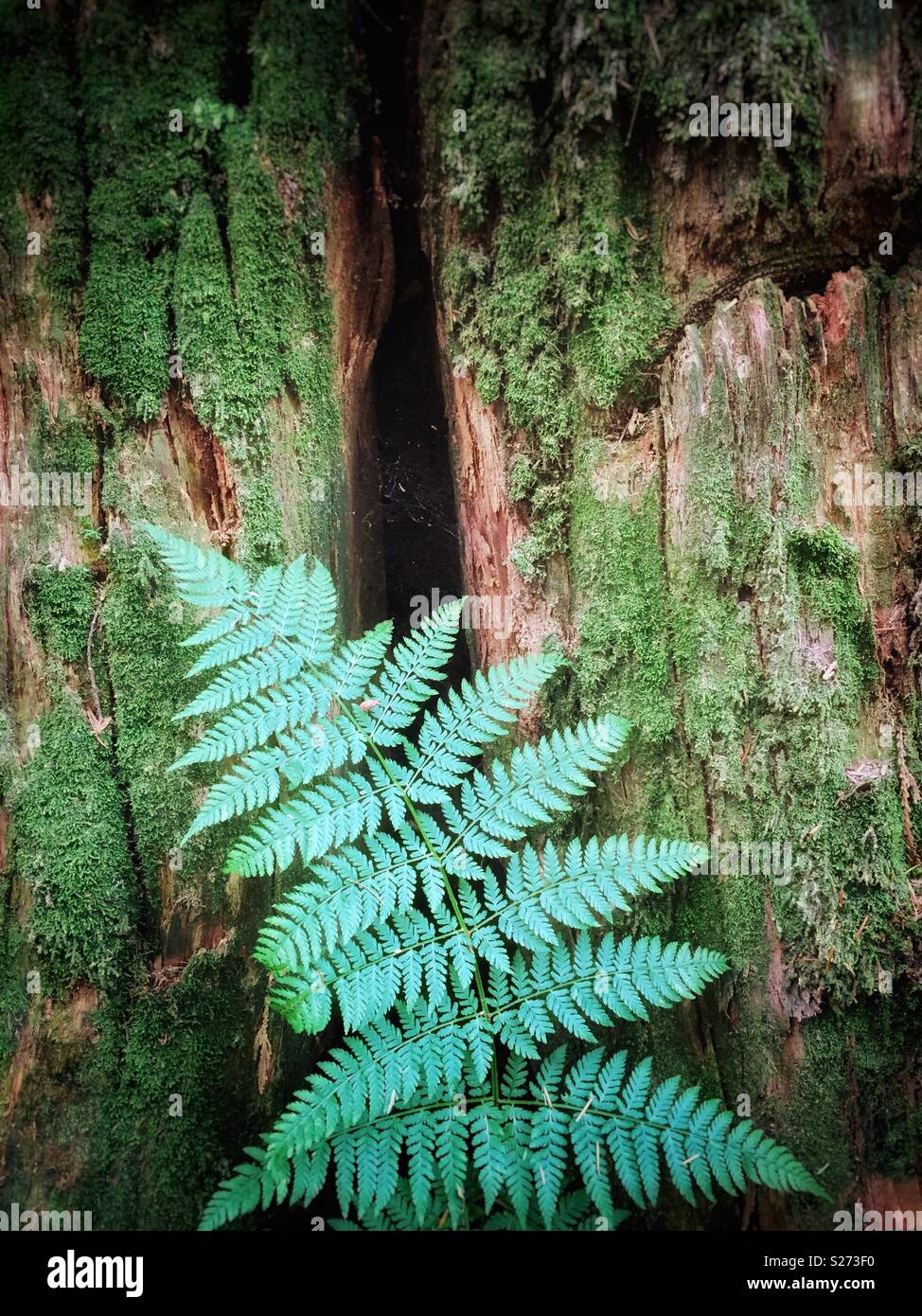 Bracken Verde Felce pianta con moss in una foresta pluviale temperata. Il moncone di registrato il vecchio albero di crescita in background. Mike Lago Trail. Golden Ears Parco Provinciale, British Columbia, Canada. Foto Stock