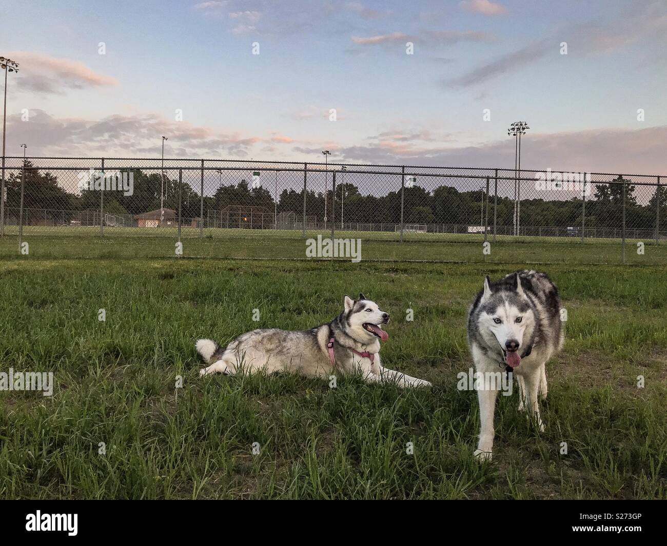 Due Siberian Husky avente il divertimento a un dog park durante una bella giornata d'estate! Foto Stock