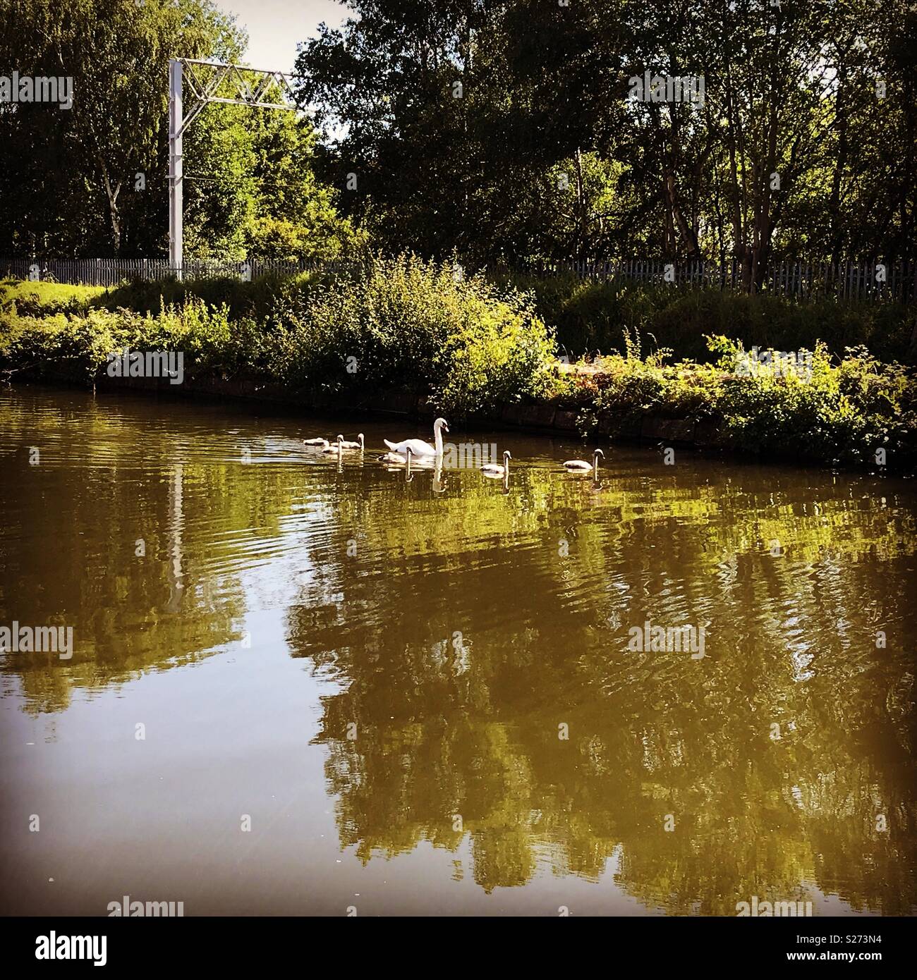 Swan e cygnets nuotando lungo la Bridgewater Canal a Manchester in una calda mattina d'estate Foto Stock