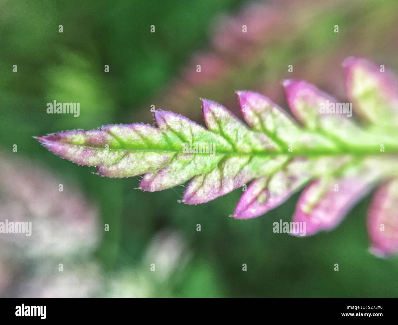 Immagine macro di una foglia di felce - Immagine stock catturata con smartphone