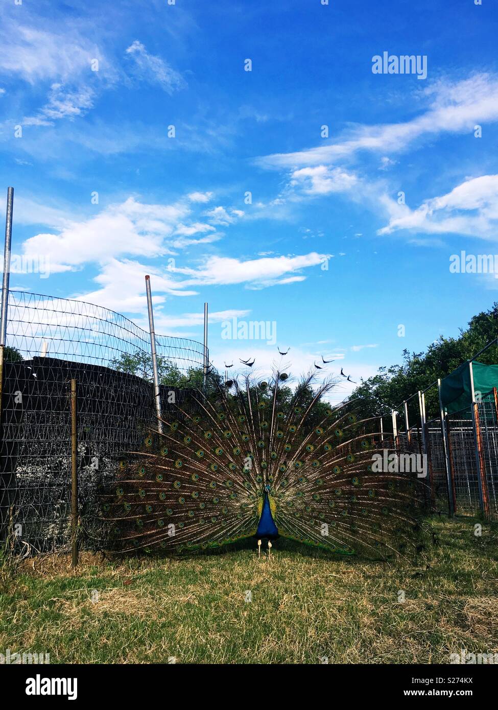 Un maschio di pavone sta di guardia presso una scuola di fattoria di Austin, Texas. Foto Stock