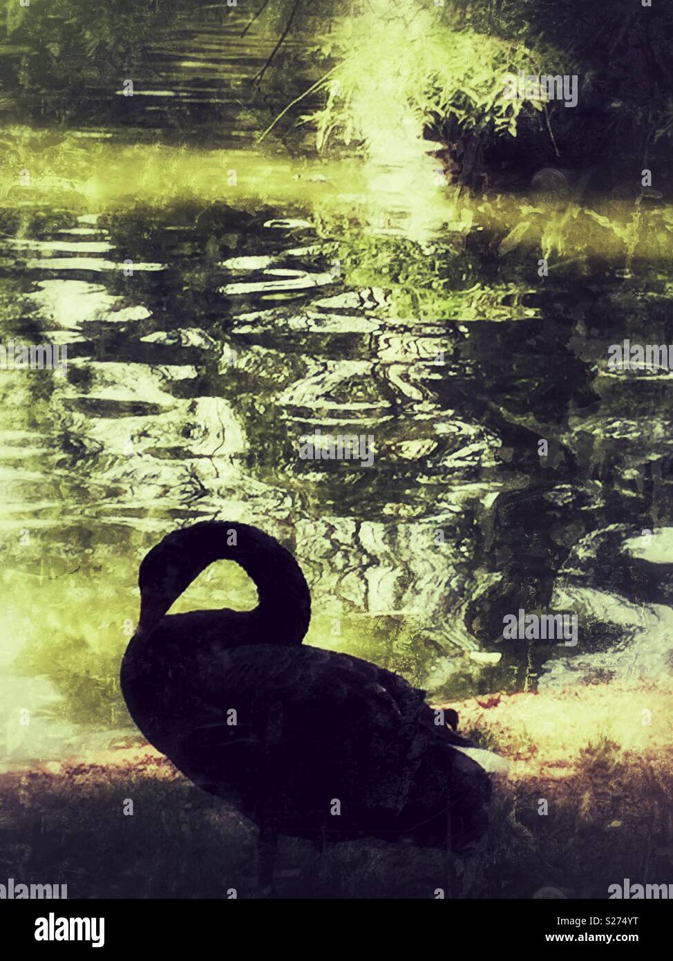 Silhouette di Black Swan contro il lago - Immagine stock catturata con smartphone