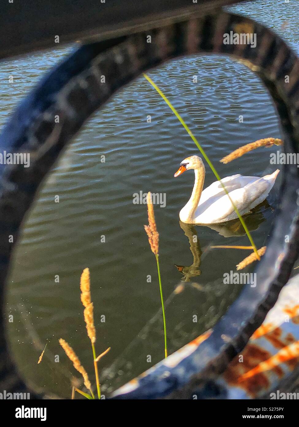 Un cigno solitario su uno stagno. - Immagine stock catturata con smartphone
