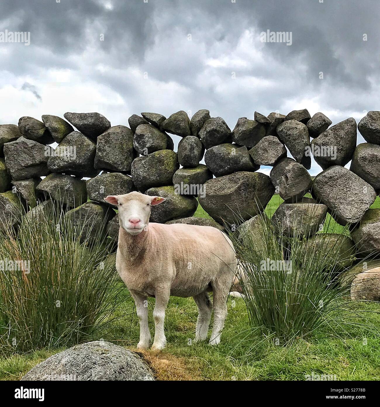 Un cordiale pecore sul nostro cammino fino la Mourne Mountains in Irlanda del Nord con il famoso tipo di muro di pietra in background Foto Stock