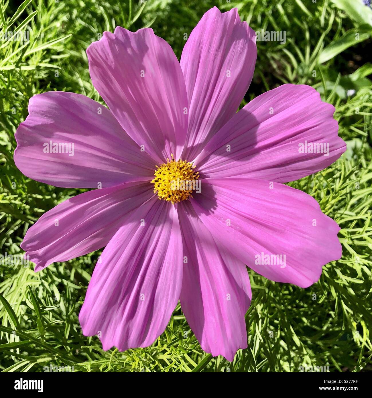 Rosa aster messicano Foto Stock