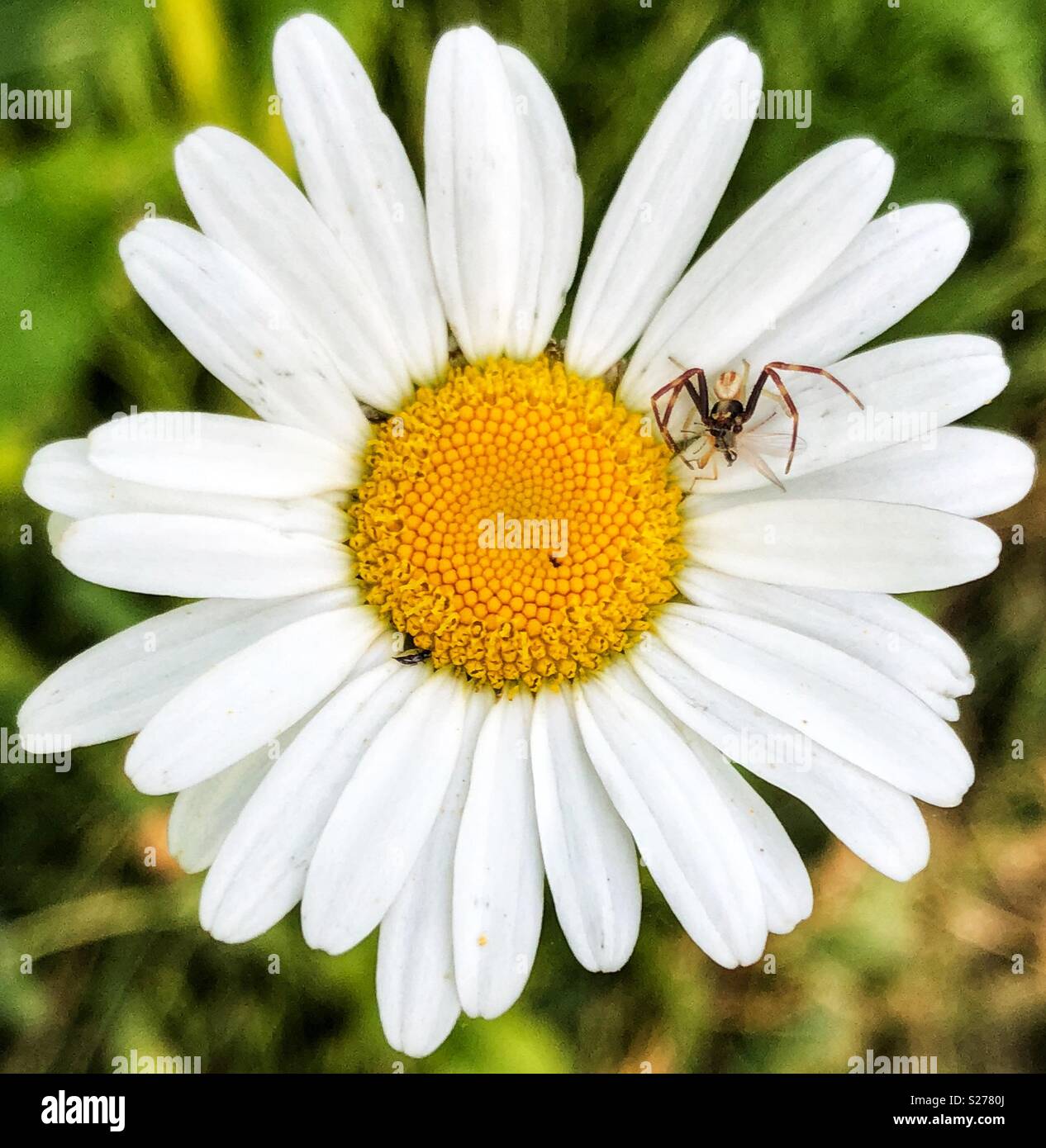 Baby Orb weaver spider su un fiore a margherita - Immagine stock catturata con smartphone