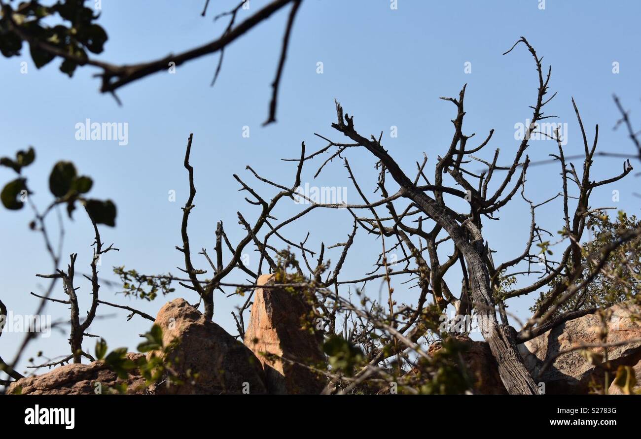 Alberi a secco in inverno tra le rocce. Pretoria Giardino Botanico Foto Stock