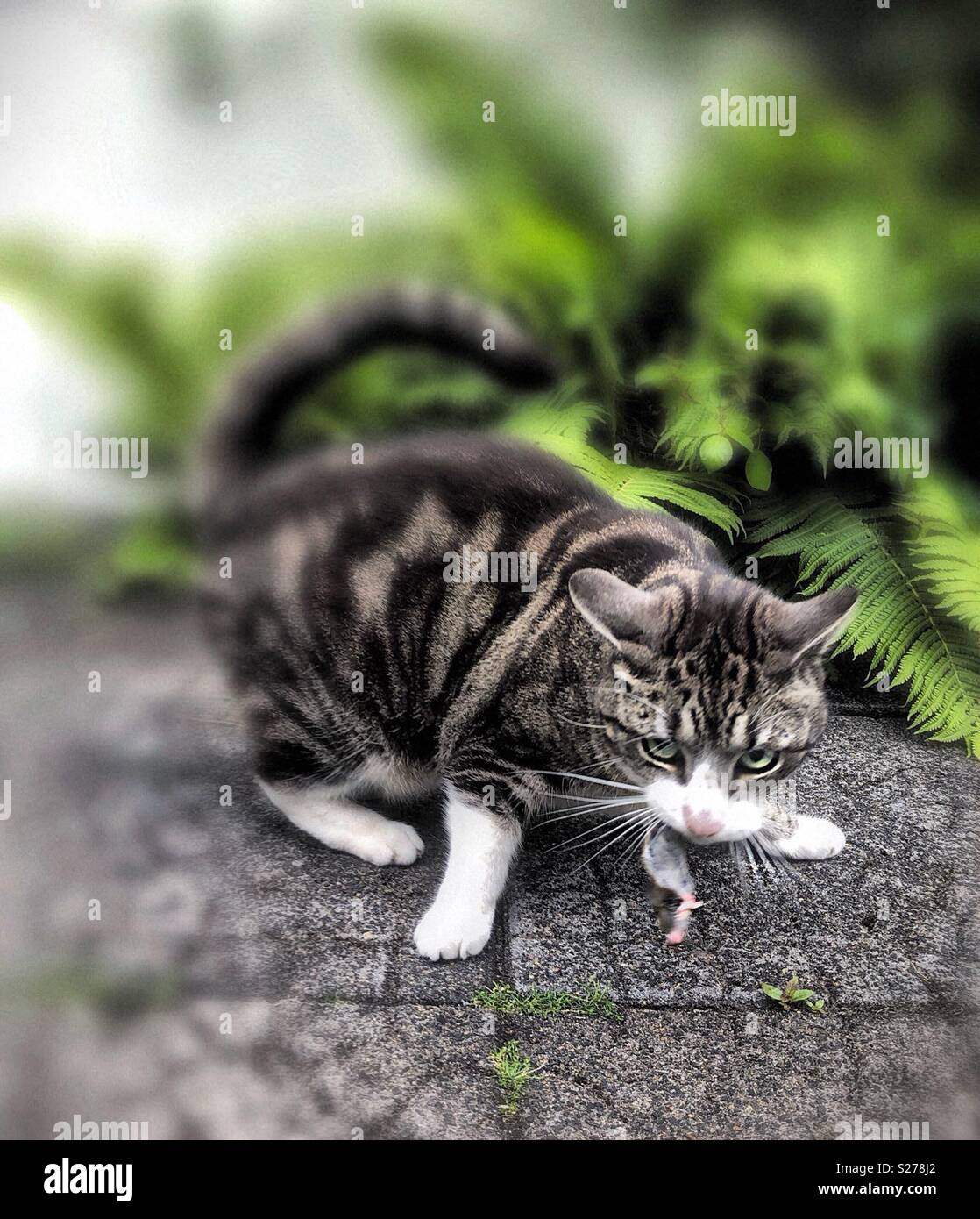 Il gatto è la caccia. Ma il mouse è in esecuzione di distanza. - Immagine stock catturata con smartphone