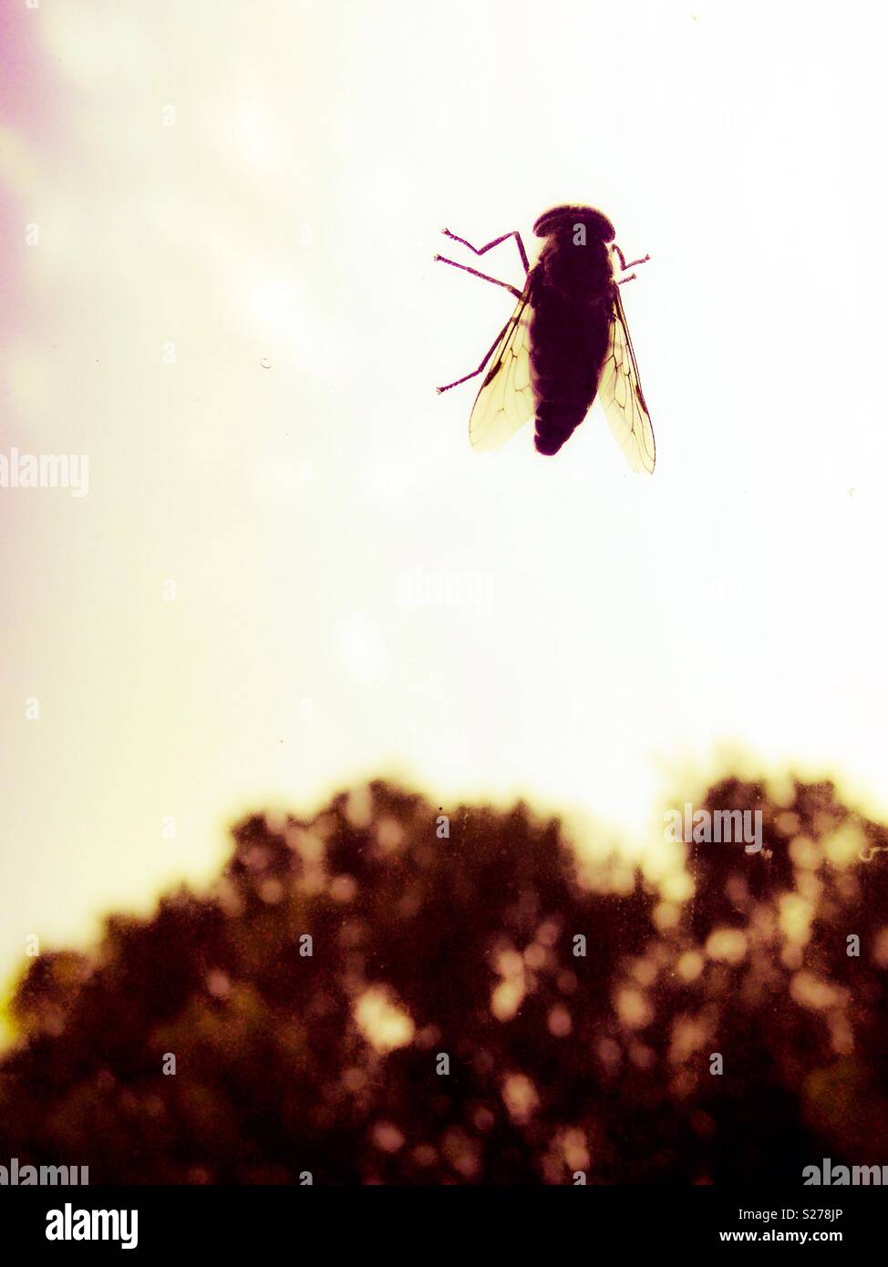 Housefly con ali incandescente sulla finestra Foto Stock