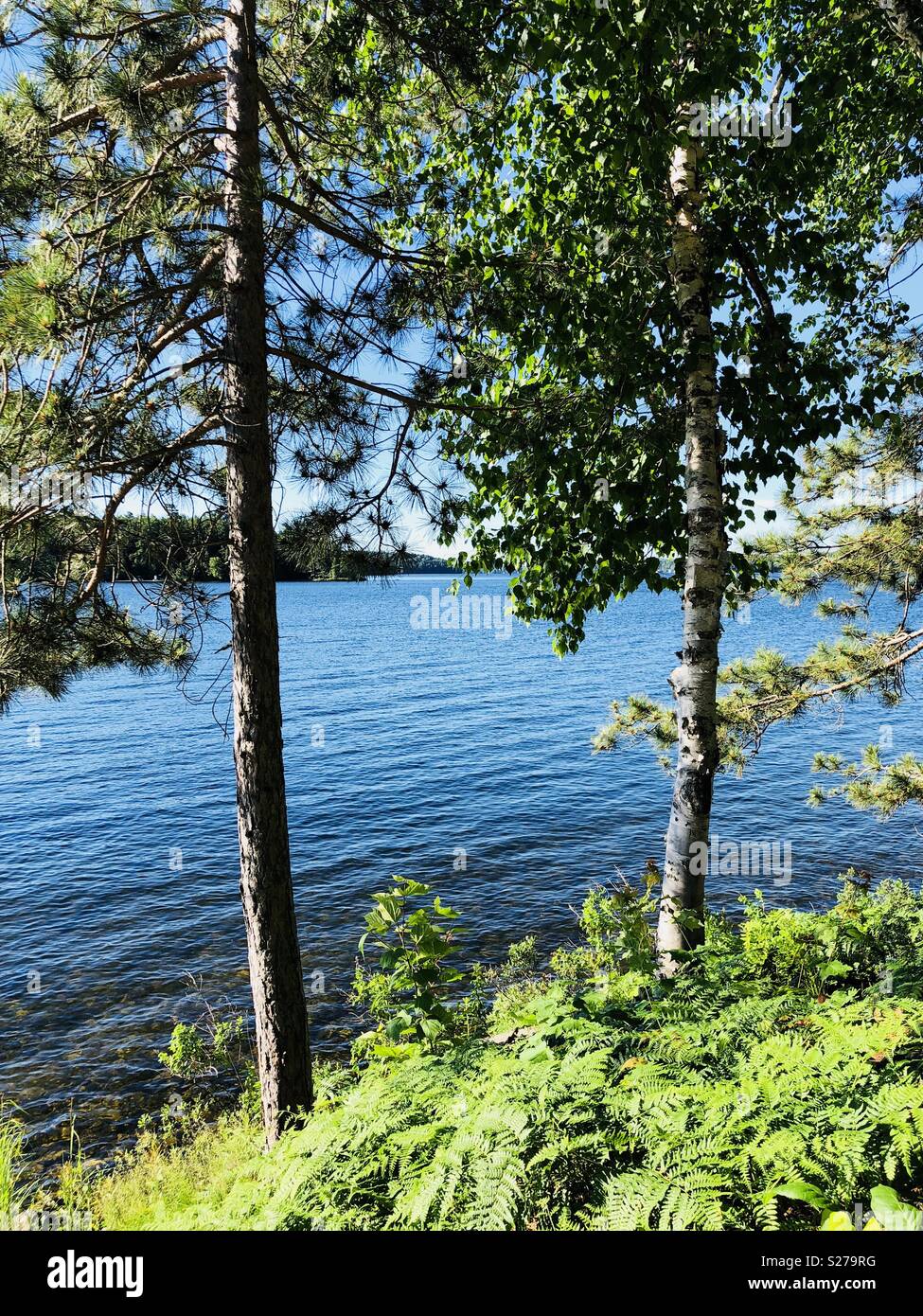 Alberi di pino da Rosseau lake in Miskoka in Canada - Immagine stock catturata con smartphone