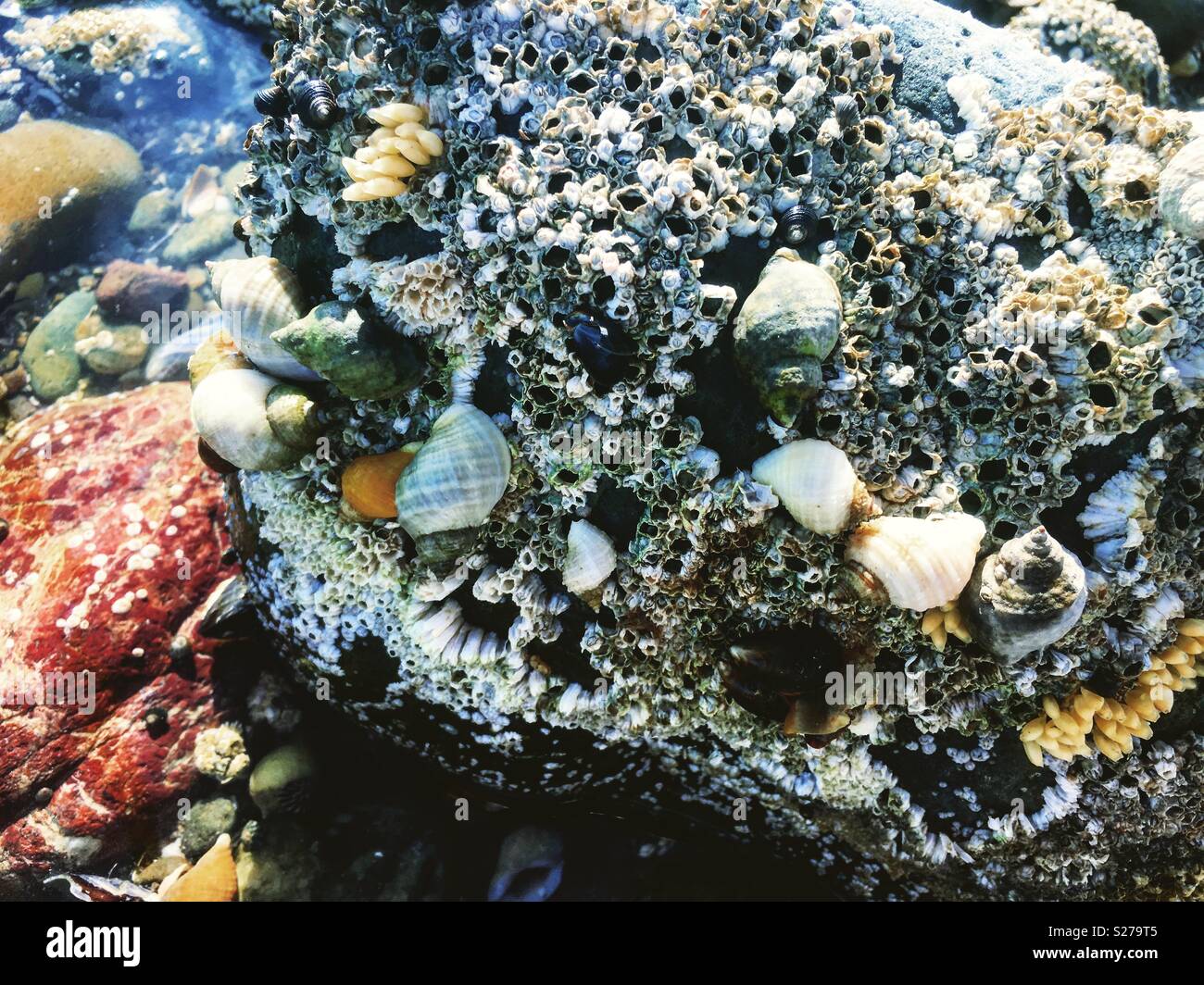 Rock con le lumache e creature del mare su di esso nella spiaggia di Newborough, Wales, Regno Unito Foto Stock