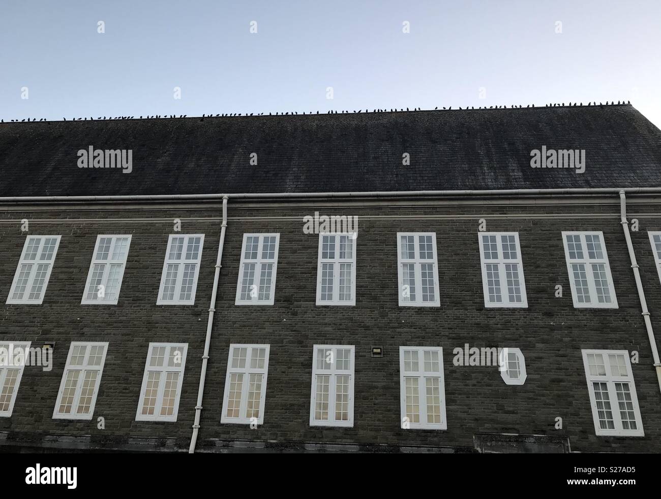 Stormo di uccelli schierate sul tetto di Carmarthen Town Hall, il Galles. Foto Stock