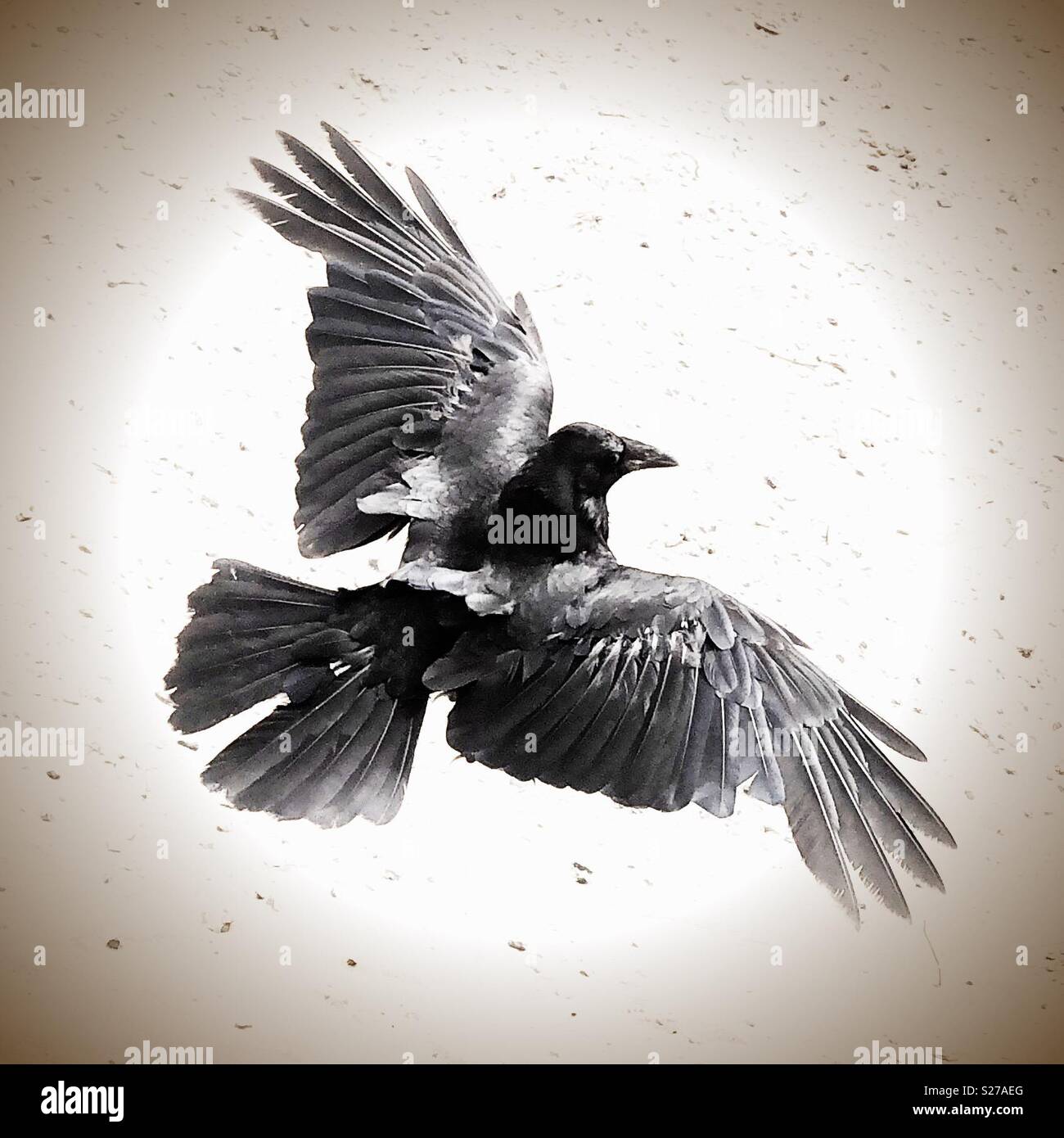 Black raven airborne con ampia diffusione ali - Immagine stock catturata con smartphone